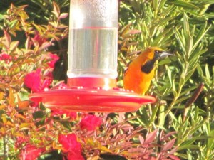 Gray Head, an over-wintering Hooded Oriole (photo Bob Bowers)