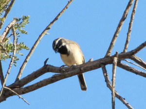 Black-throated Sparrow