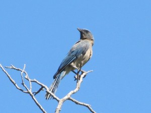 Mexican Jay  (photo Bob Bowers)