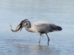 Great Blue Heron carp fishing at Gilbert Water Ranch (photo Bob Bowers)
