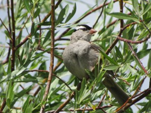 White-crowned Sparrow using Mexican Petunia as shelter (photo Bob Bowers)