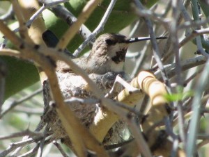 Anna's Hummingbird nesting in  Palo Verde (photo Bob Bowers)