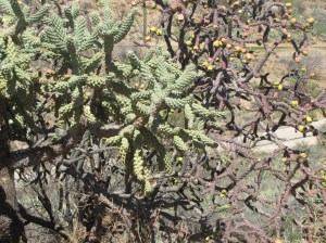 The 'Pack' Rat's favorite food, cholla cactus (photo Bob Bowers)