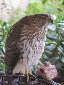 Juvenile Cooper's Hawk with Mourning Dove (photo Bob Bowers)