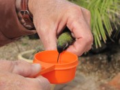 Lazarus feeding from a cup of sugar water (photo Prudy Bowers)