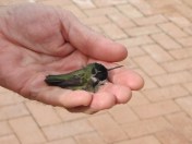 Lazarus, a temporary 'pet' Costa's Hummingbird (photo Prudy Bowers)