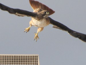 Red-tailed Hawk with Chihuahua-sized talons (photo Bob Bowers)
