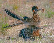 Enraptured Roadrunners (photo copyright Bill George)