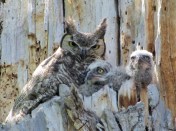 In the end, it's all about babies, as shown by these Great Horned Owls (photo Bob Bowers)