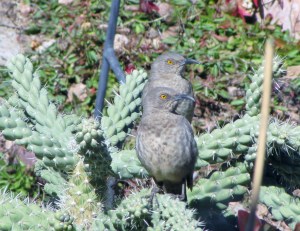 Monogamous Mates, the Curve-billed Thrasher (photo Bob Bowers)