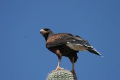 The Harris's Hawk goes for menage a trois (photo Bob Bowers)