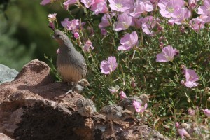 Mother Gambel's Quail and babies in Mexican primrose (photo Bob Bowers)