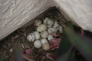 Gambel's Quail eggs 'hidden' in an open house corner (photo Bob Bowers)