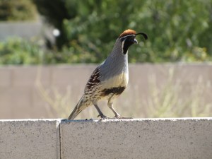 Striking male Gambel's Quail on sentry duty (photo Bob Bowers)