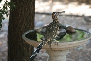 A roadrunner in waiting (photo Bob Bowers)
