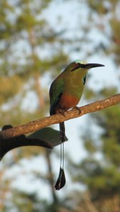 Blue-crowned Motmot (photo Bob Bowers)