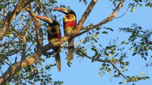 Fiery-billed Aracaris (Photo Prudy Bowers)
