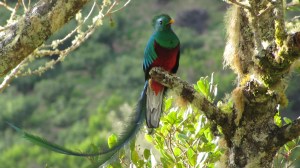 Resplendent Quetzal (photo Bob Bowers)
