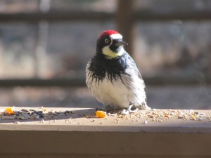 Acorn Woodpecker at Pinetop-Lakeside, Arizona (photo Bob Bowers)