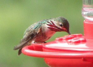 North America's smallest bird, the Calliope Hummingbird (photo Bob Bowers)