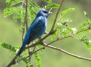 Male Indigo Bunting at Peppersauce Canyon, Mt. Lemmon (photo Bob Bowers)