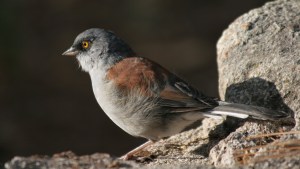 Yellow-eyed Junco on Mt. Lemmon, Arizona (photo Bob Bowers)