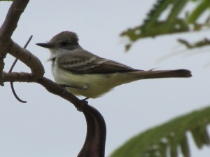 Ash-throated Flycatcher (photo Bob Bowers)