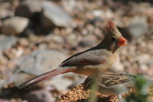 A Female Northern Cardinal could be Confused with a Pyrrhuloxia (photo Bob Bowers)