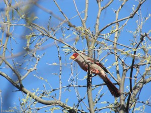 A Male Pyrrhuloxia with Bright Red Face and Yellow Bill (photo Bob Bowers)
