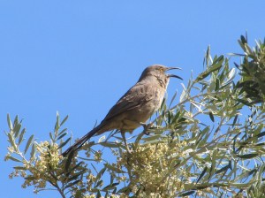 A Curve-billed Thrasher can Sing much like a Northern Mockingbird (photo Bob Bowers)