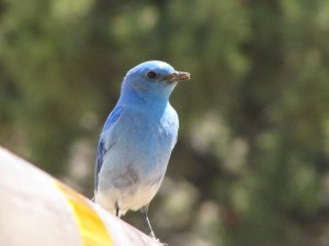 Mountain Bluebird (photo Bob Bowers)