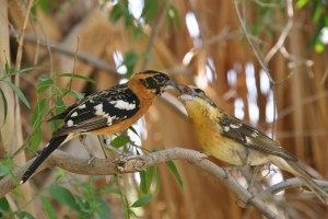 Baby Black-headed Grosbeak gets a treat (photo Bob Bowers)