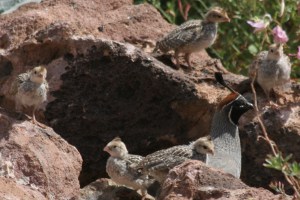 Precocial Gambel's Quail babies with dad (photo Bob Bowers)