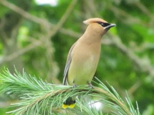 Cedar Waxwings became a yard bird for us this year (photo Bob Bowers)