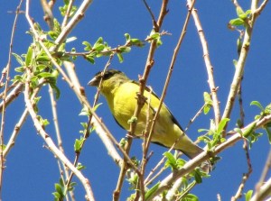 SE Arizona's ubiquitous Lesser Goldfinch (photo Bob Bowers)