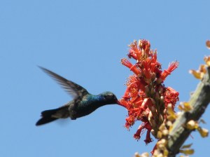 Male Broad-billed Hummingbird at Ocotillo in April (photo Bob Bowers)