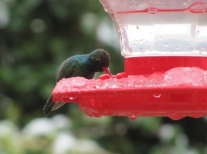 SaddleBrooke Broad-billed during March Snowfall (photo Bob Bowers)