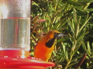 Gray Head on November 16, 2010 (photo Bob Bowers)