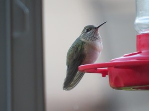 Immature Male Calliope Hummingbird, SaddleBrooke, Arizona, November 2013 (photo Bob Bowers)