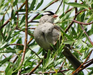 Subspecies Oriantha have a black lore (photo in Colorado, Bob Bowers)