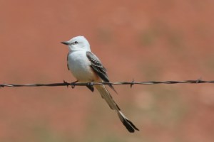 Scissor-tailed Flycatcher, Oklahoma (photo Bob Bowers)