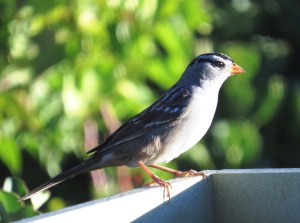 The lore (between eye and bill) is white for the Gambelii subspecies (photo Bob Bowers)