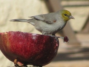 Pomegranates are a sure way to attract Verdins and many other birds (photo Bob Bowers)