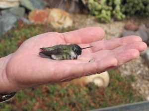 Lazarus rejects the idea of leaving a warm hand (photo Prudy Bowers)