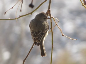 Hummingbird-sized Northern Beardless-Tyrranulet (photo Bob Bowers)