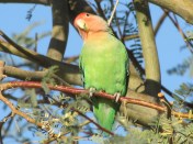 A curious Rosy-faced Lovebird at Gilbert Water Ranch, Arizona (photo Bob Bowers)