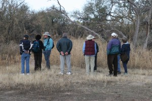 A Free Guided Bird Walk in Catalina State Park (photo Bob Bowers)