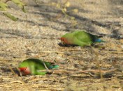 Lovebirds foraging on the ground at Gilbert Water Ranch, Arizona (photo Bob Bowers)