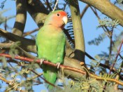 Also known as the Peach-faced Lovebird and recognized by the AOU for life-listers (Photo Bob Bowers)