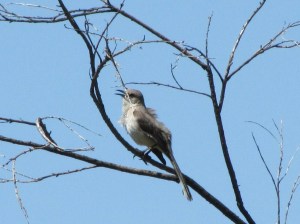 A Northern Mockingbird's song can be identified by its repetitive short phrases (Photo Bob Bowers)